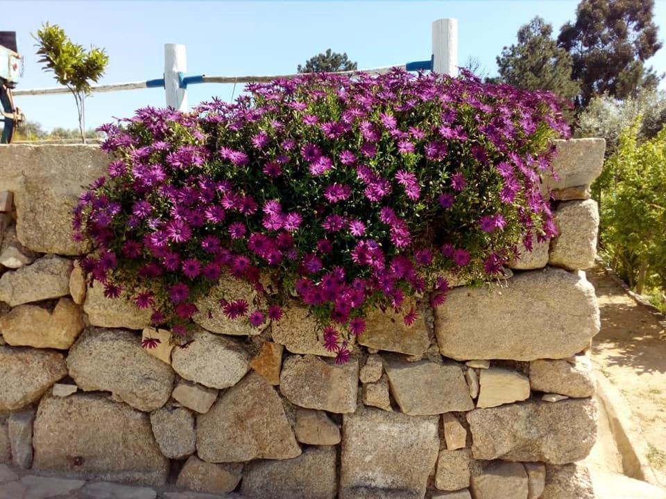 Maison d'hôtes Quinta Ribeiro Tanquinhos à Tancos Extérieur photo