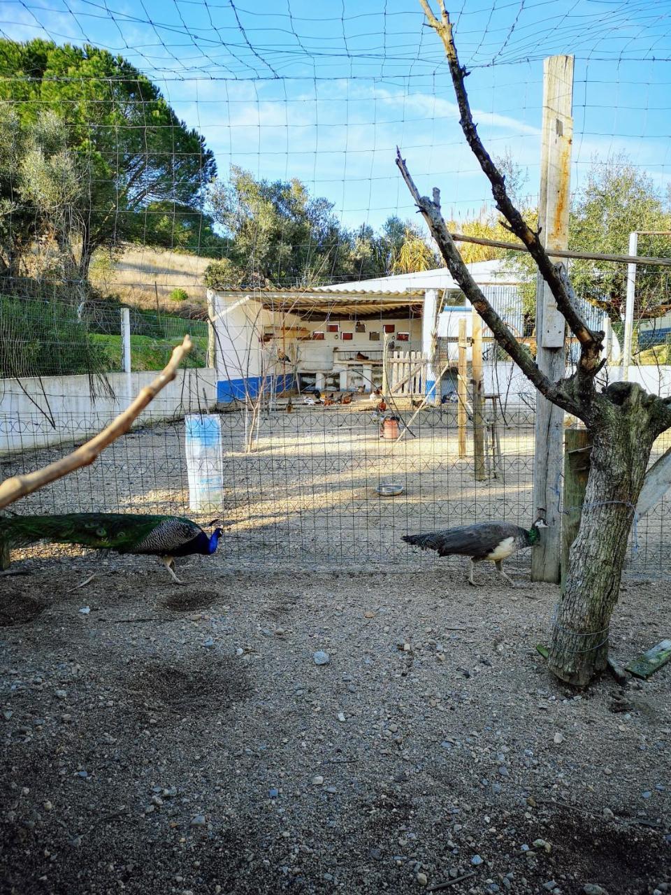 Maison d'hôtes Quinta Ribeiro Tanquinhos à Tancos Extérieur photo